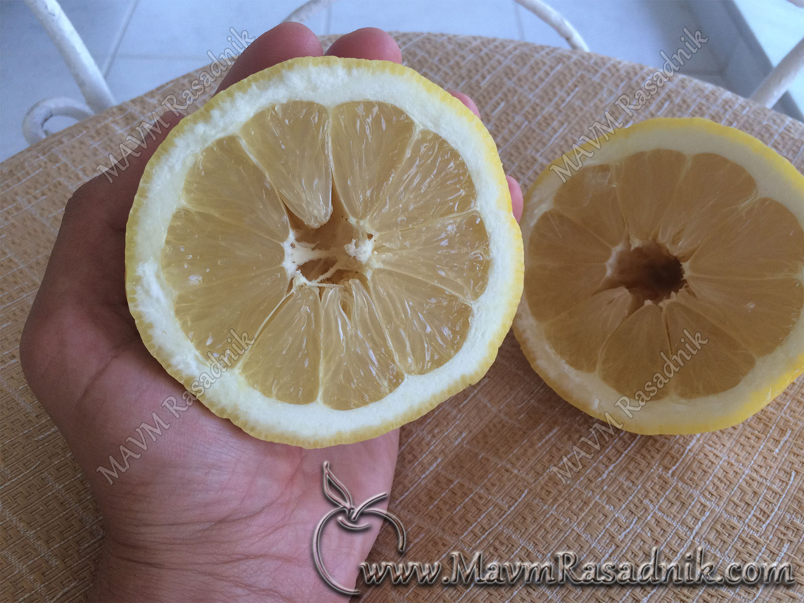 05 Izuzetam Primer Krupnoce Limuna Sorta Mejer