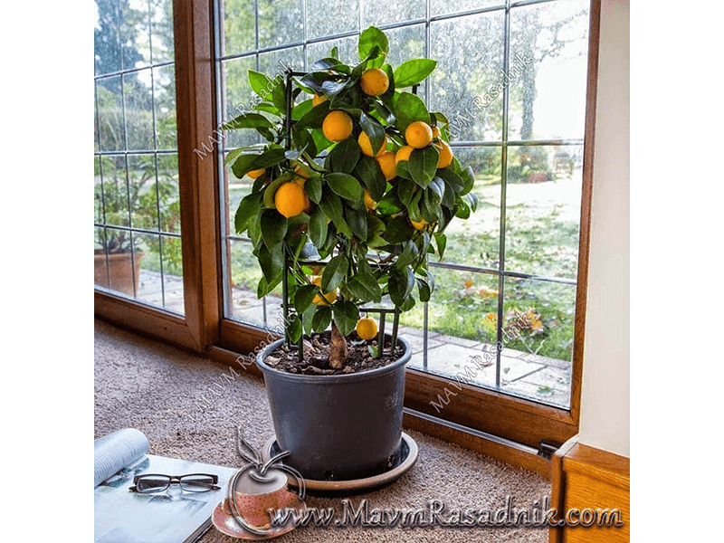 12 Limun Kao Dekorativna Biljka U Stanu