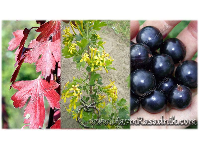01 Fourberry Cetiri Izuzetne Biljke U Jednoj
