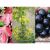 01 Fourberry Cetiri Izuzetne Biljke U Jednoj