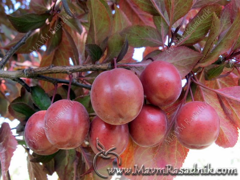 03 Plodonosna Prunus Cerasifera Var Pisardi