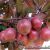 03 Plodonosna Prunus Cerasifera Var Pisardi