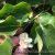 03 Sibirski Kivi Cvet I Zametnut Plod