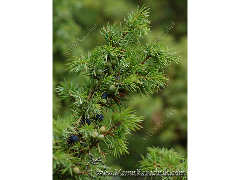 04 Kleka  Juniperus Commu