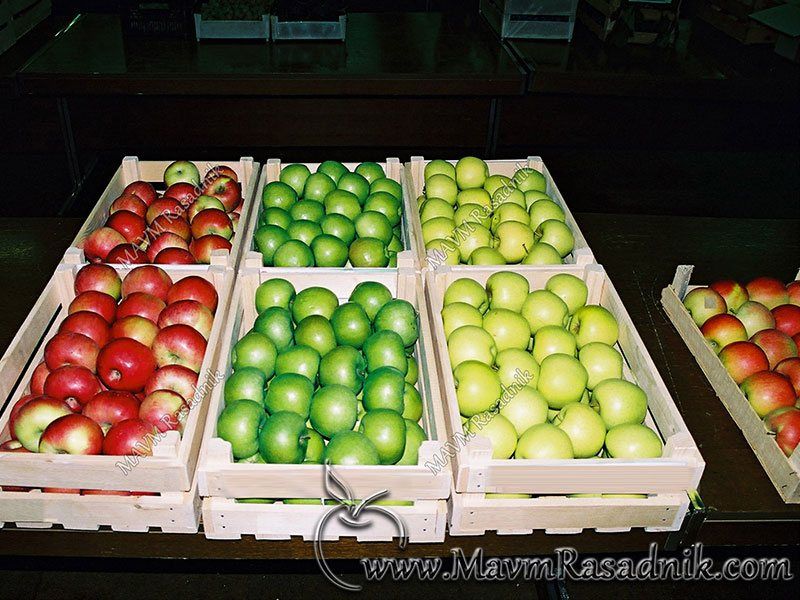 06 Plodovi Jabuke Su Cenjeno Voce