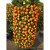 07 Gajenje Mandarina U Dekorativnim Formama Climing  Oranges
