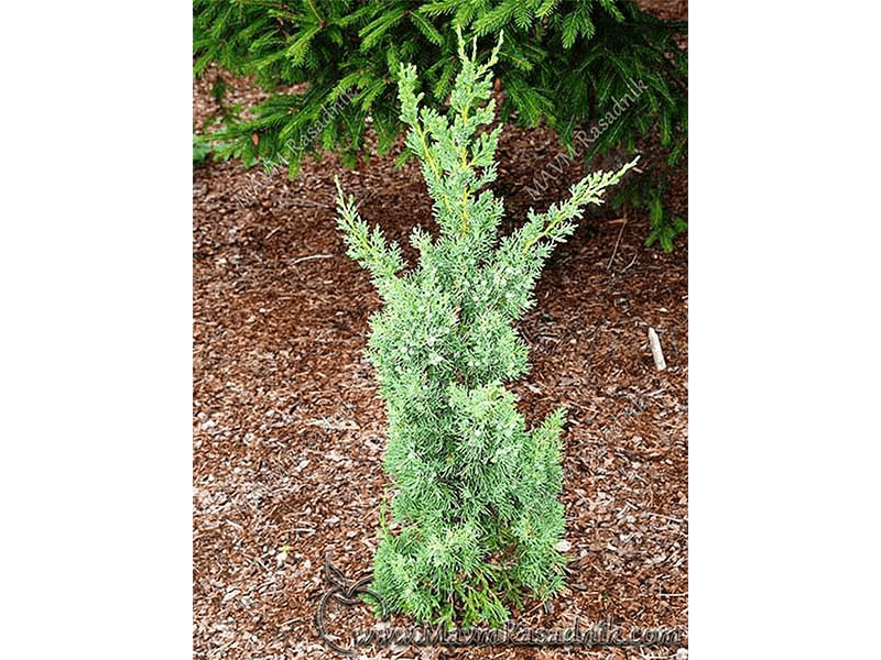07 Kleka Juniperus Communis