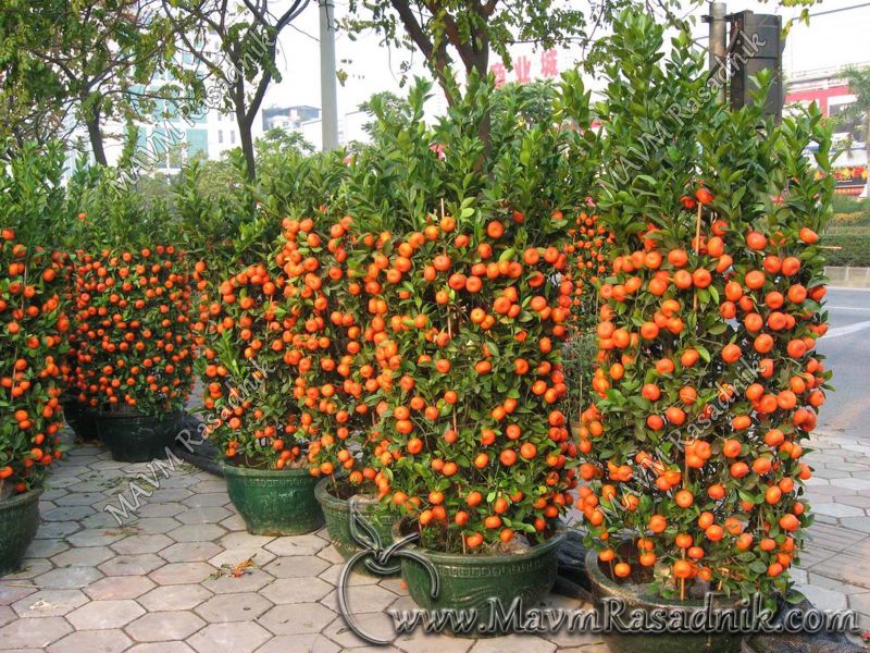 08 Gajenje Mandarina U Dekorativnim Formama Climing  Oranges