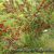 08 Nanking Visnja Prunus Tomentosa