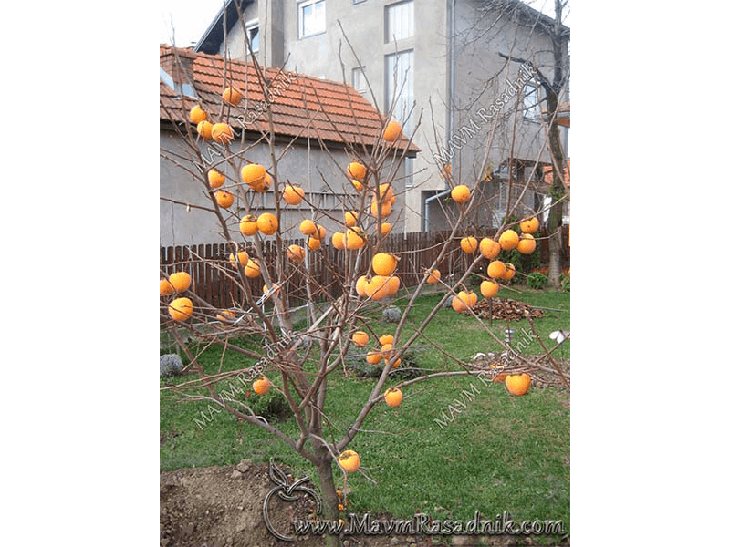 08 Narandzasti Plodovi Egzoticnog Voca U Dvoristima Privlace Poglede Svih Prolaznika