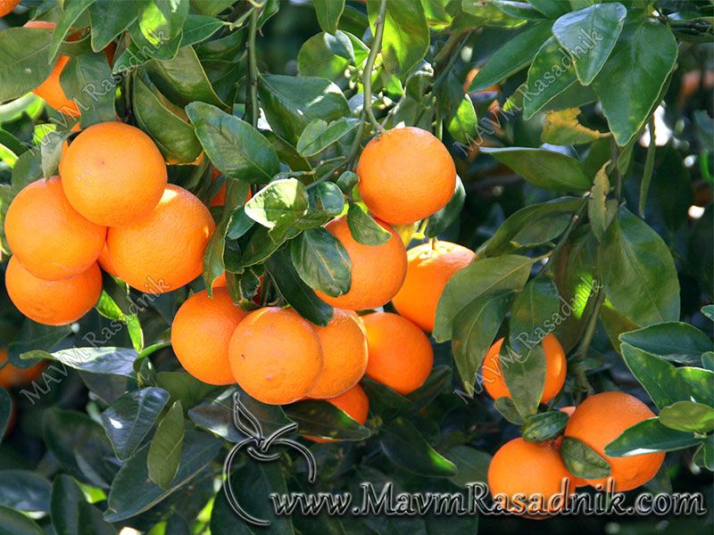 08 Narandze Obilno Rađaju