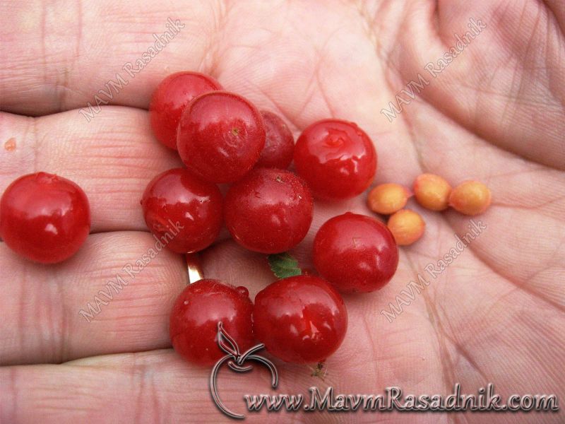 10 Plodovi Prunus Tomentosa
