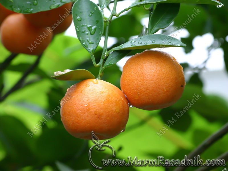 11 Jedna Mandarina Tezine Oko 110 Grama Sadrzi 32 Miligrama Vitamina C