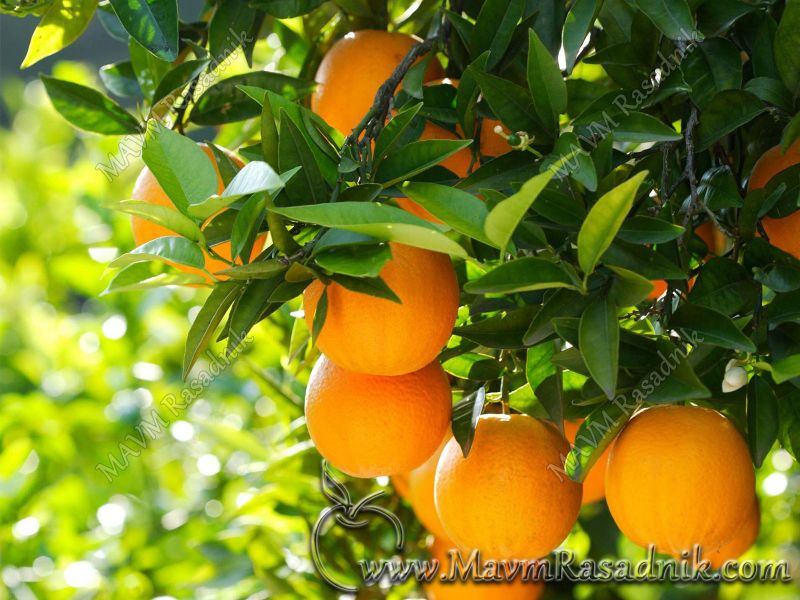 11 Narandza Je Drvo Iz Porodice Rutacea