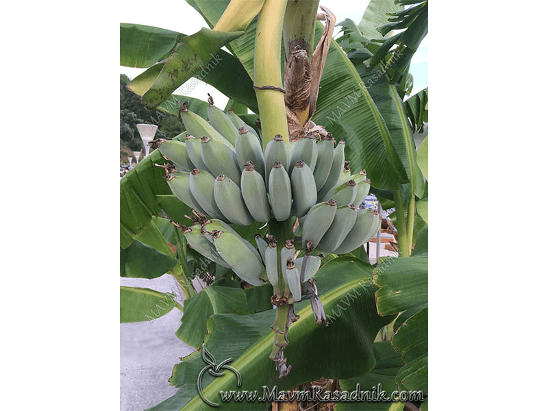 12 Plod Banane