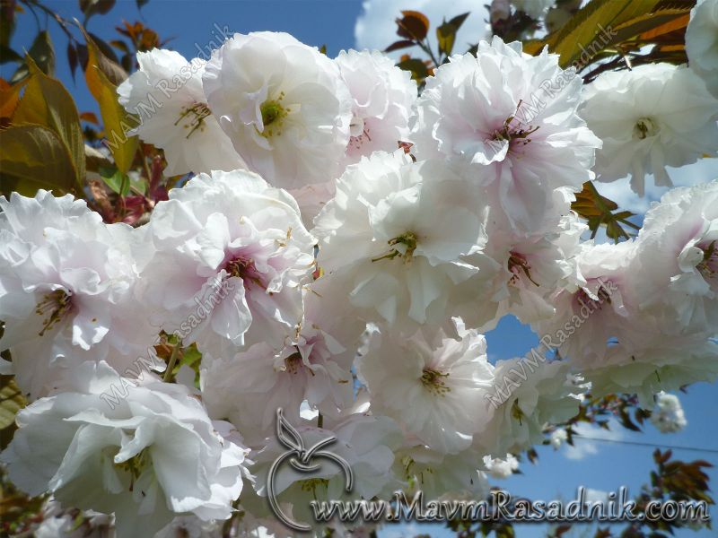 13 Cvet Japanske Tresnje