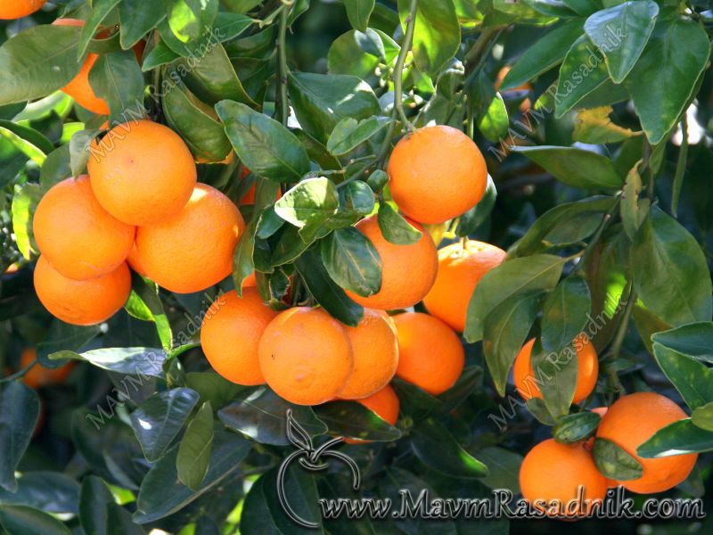 13 Obilni Prinos Mandarina