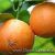 15 Narandza Moze Da Zivi Vise Od 100 Godina