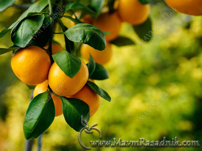 15 Plodovina Mandarina