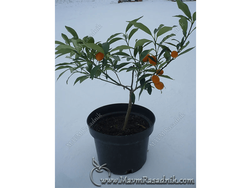 16 Kumquat Zreli Plodovi U Toku Zime